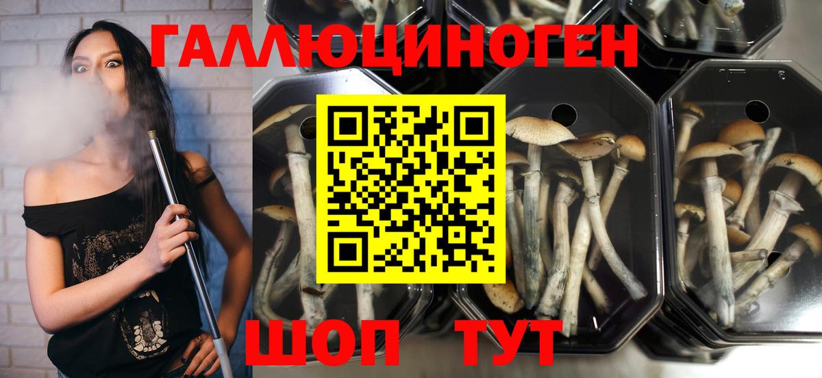 Галлюциногенные грибы Psilocybe Астрахань